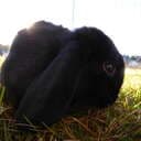 batmanthebun