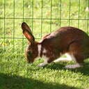 Katten_